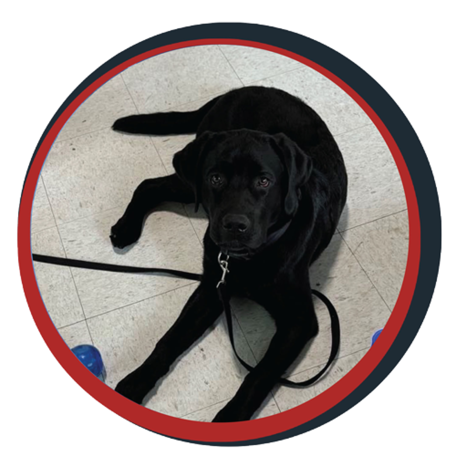 NWBB pledge a pup gallery graphics smoky Oct 20 24