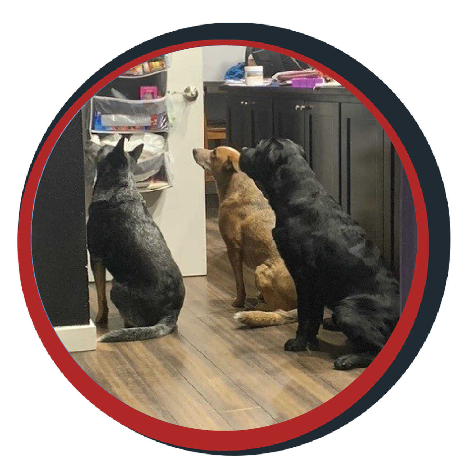 NWBB pledge a pup gallery graphics smoky dec 15 24