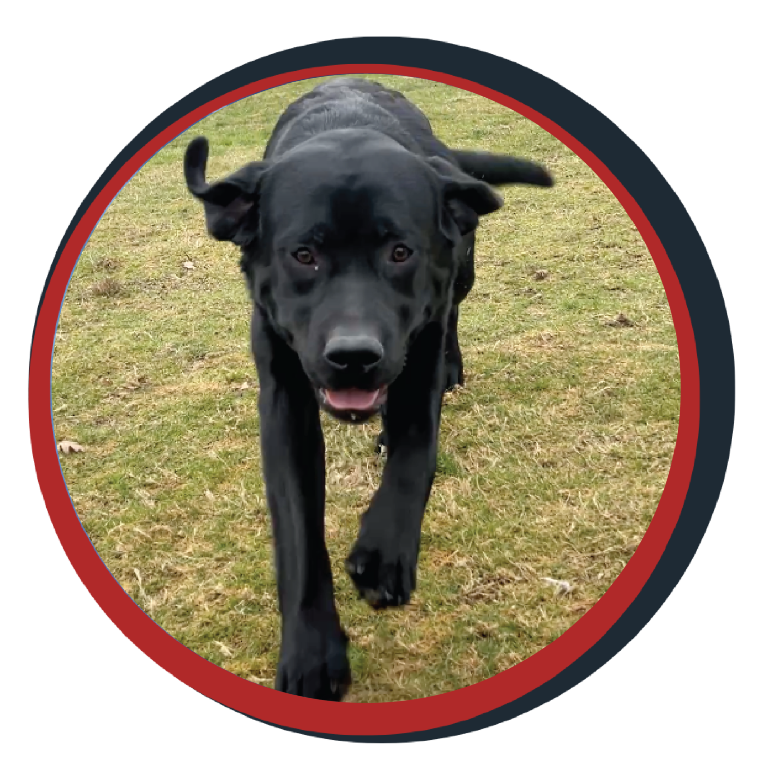 NWBB pledge a pup gallery graphics smoky feb 20 25
