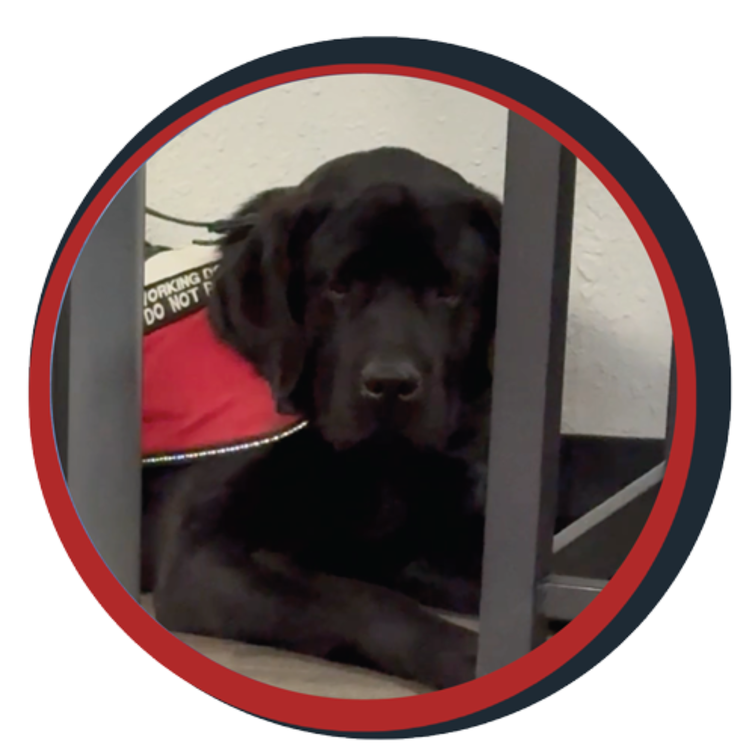 NWBB pledge a pup gallery graphics smoky sept 20 25