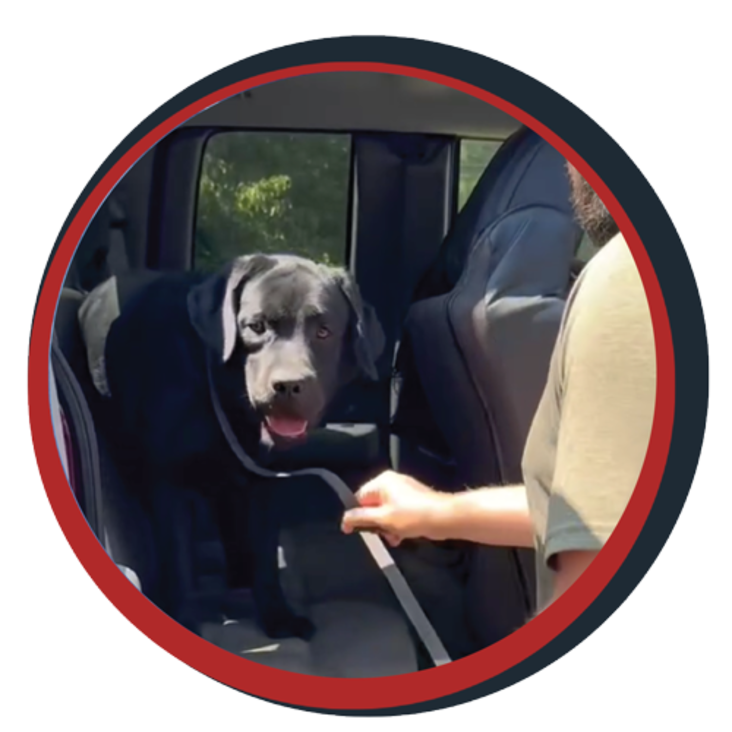 NWBB pledge a pup gallery graphics smoky July 20 25