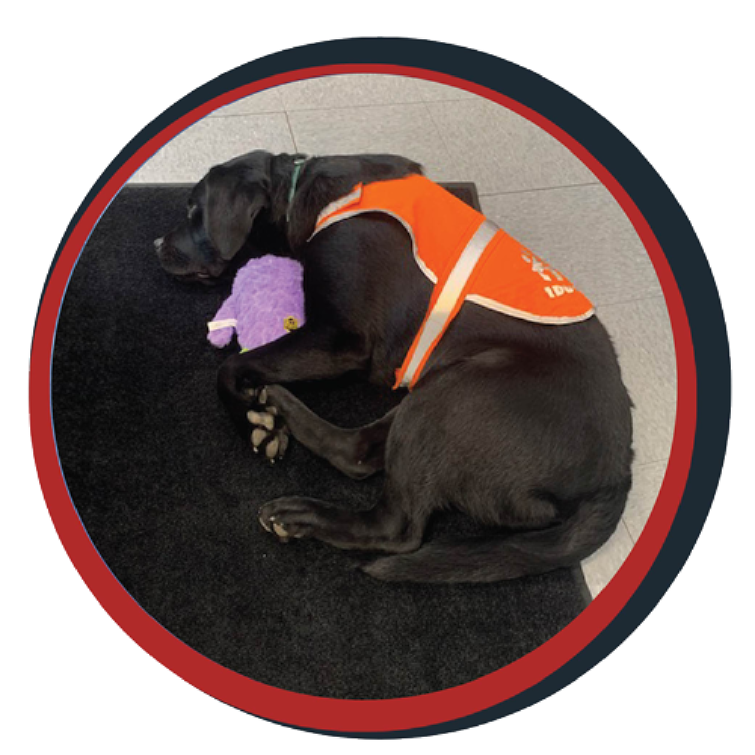 NWBB pledge a pup gallery graphics smoky Sept 20 24