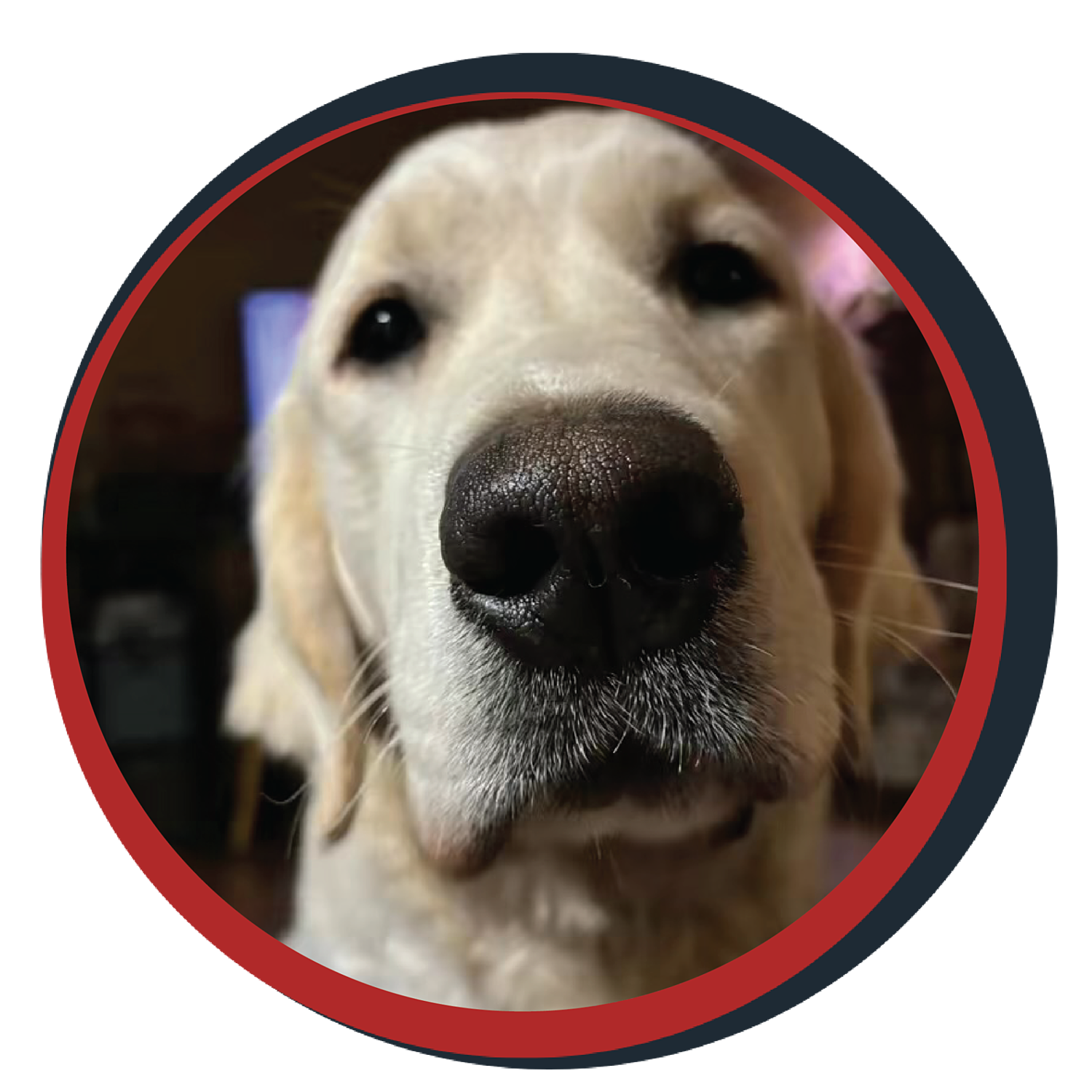 NWBB pledge a pup gallery graphics winston Jan 15 25