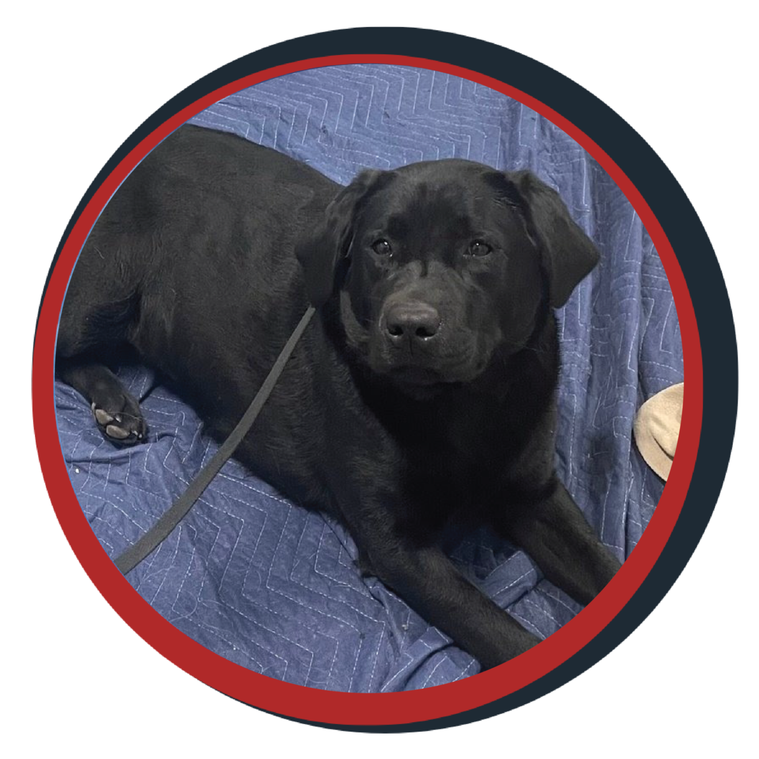 NWBB pledge a pup gallery graphics quinn Mar 25 25