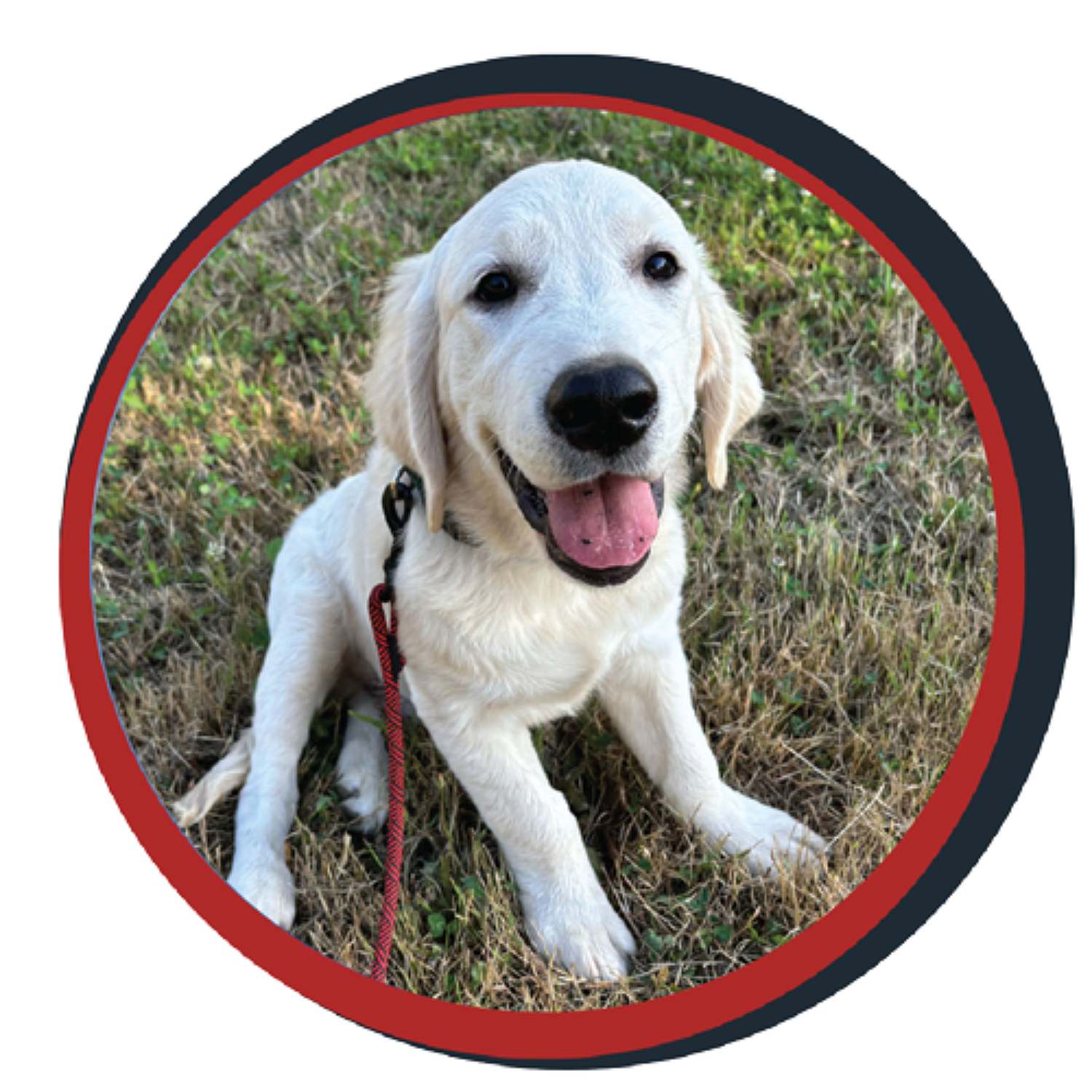 NWBB pledge a pup gallery graphics winston Aug 12
