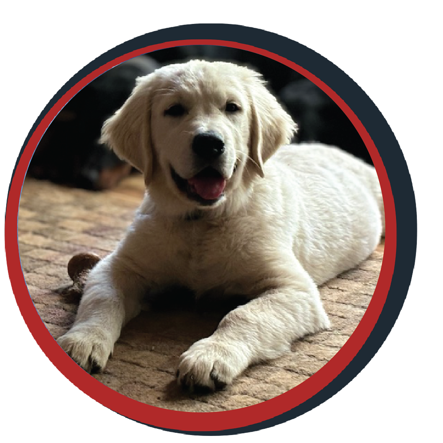 NWBB pledge a pup gallery graphics winston July 15 2024