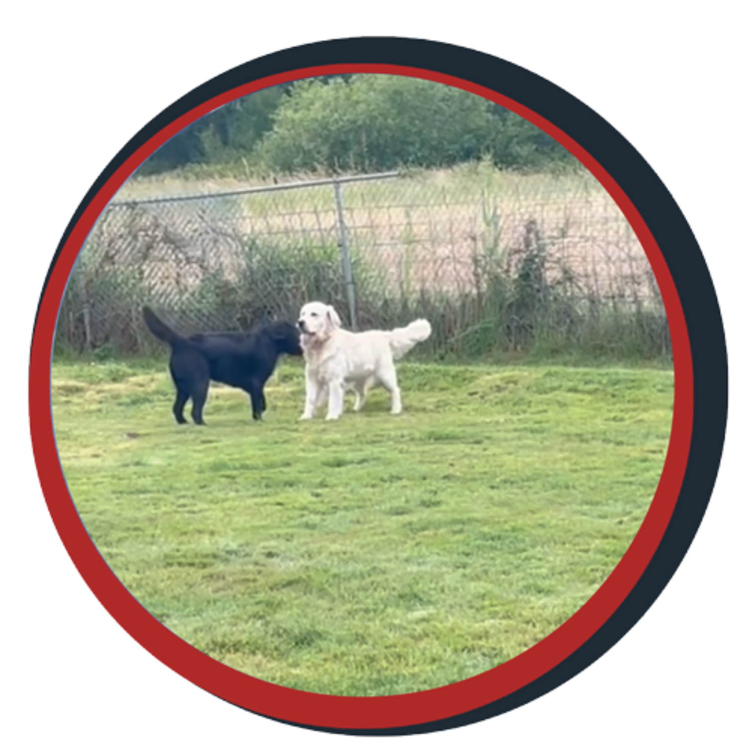 NWBB pledge a pup gallery graphics winston June 20 25