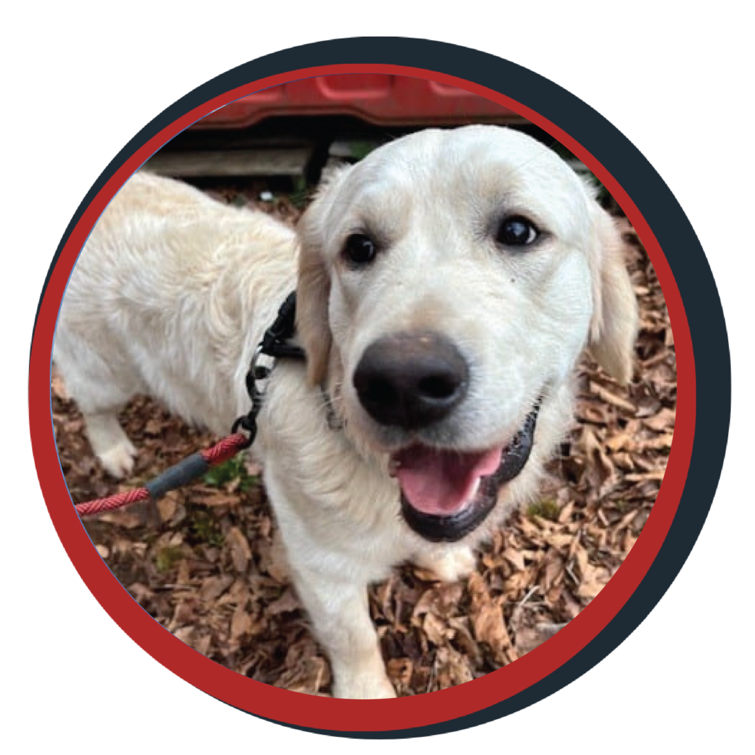 NWBB pledge a pup gallery graphics winston Mar 25 25