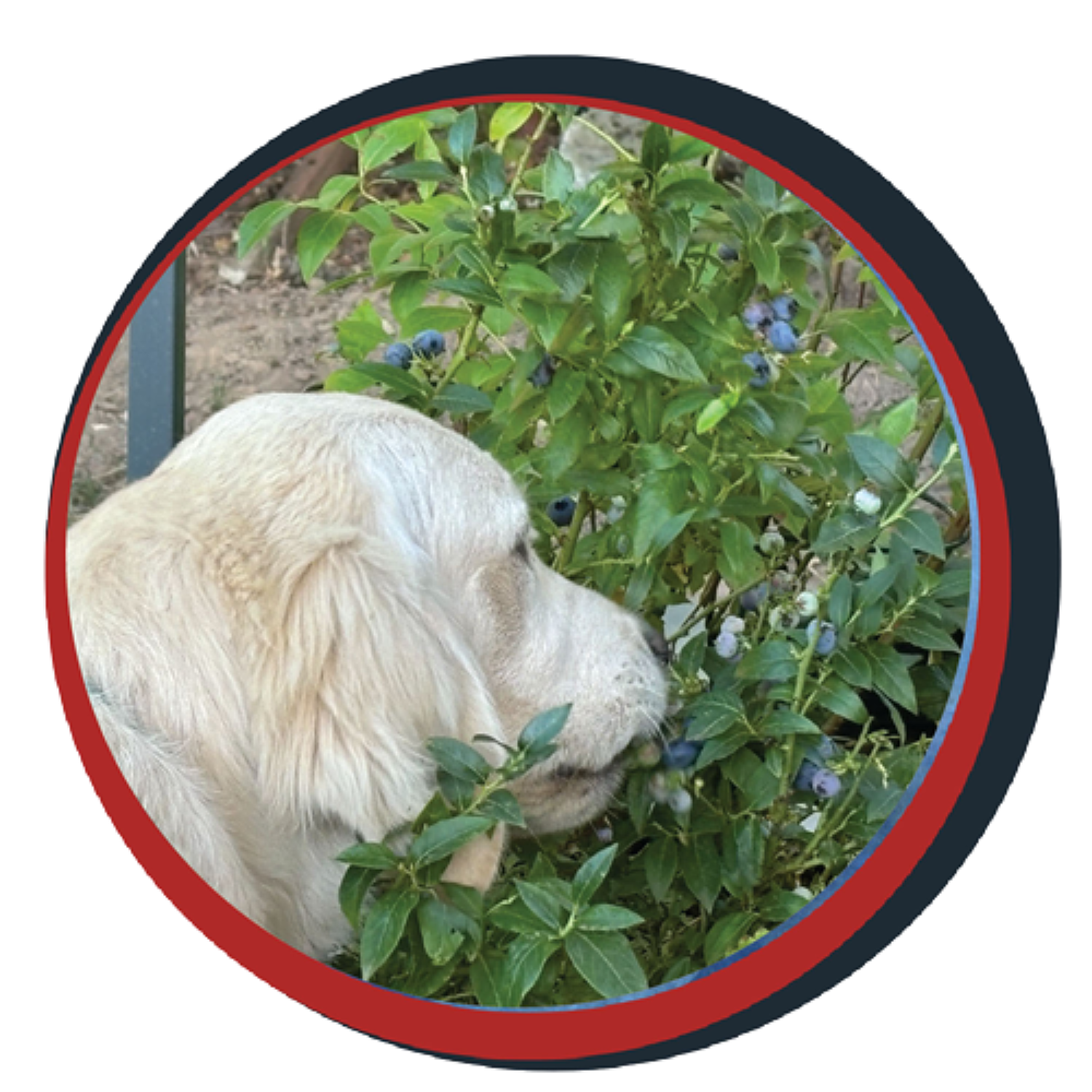NWBB pledge a pup gallery graphics winston august 15 2024