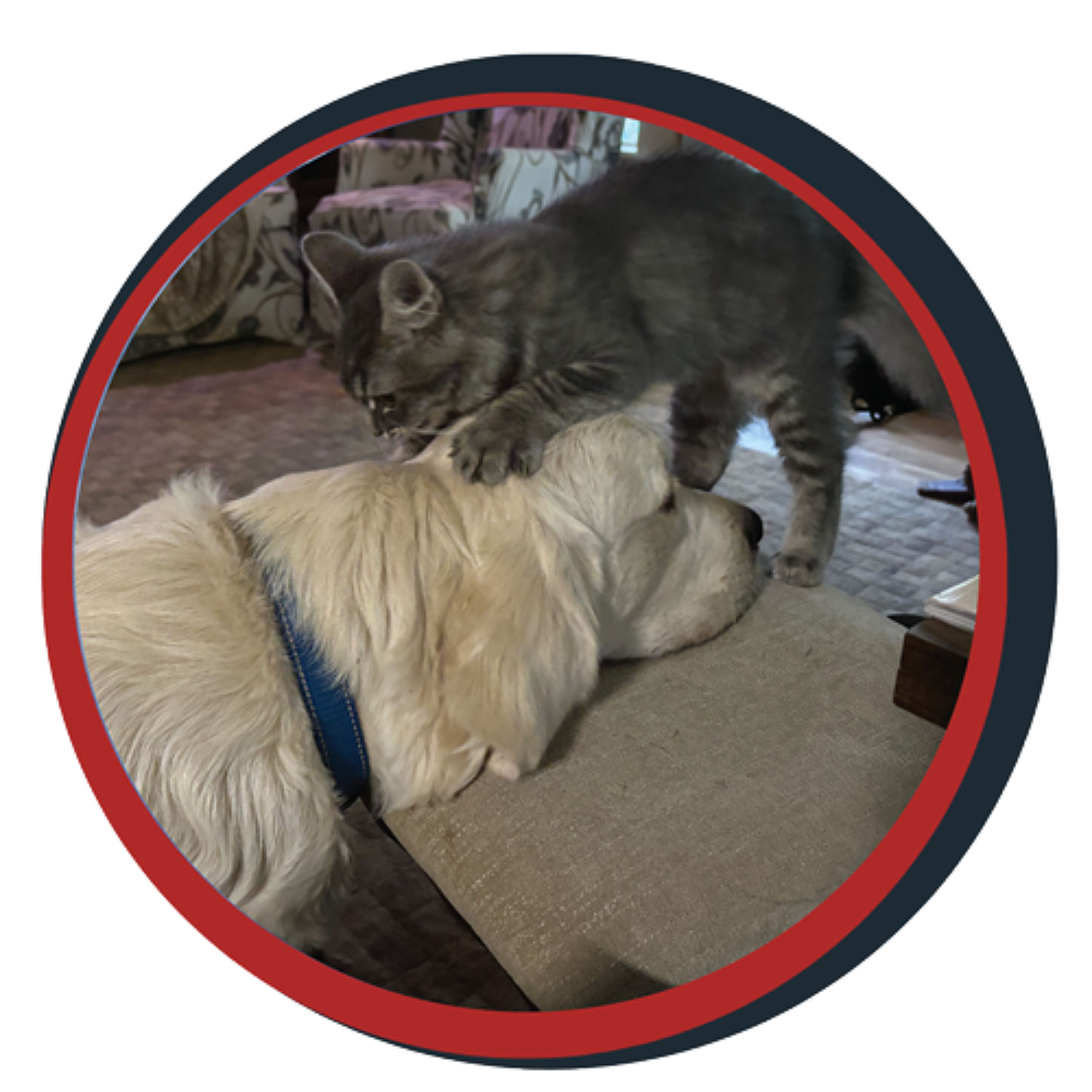 NWBB pledge a pup gallery graphics winston october 15 2024