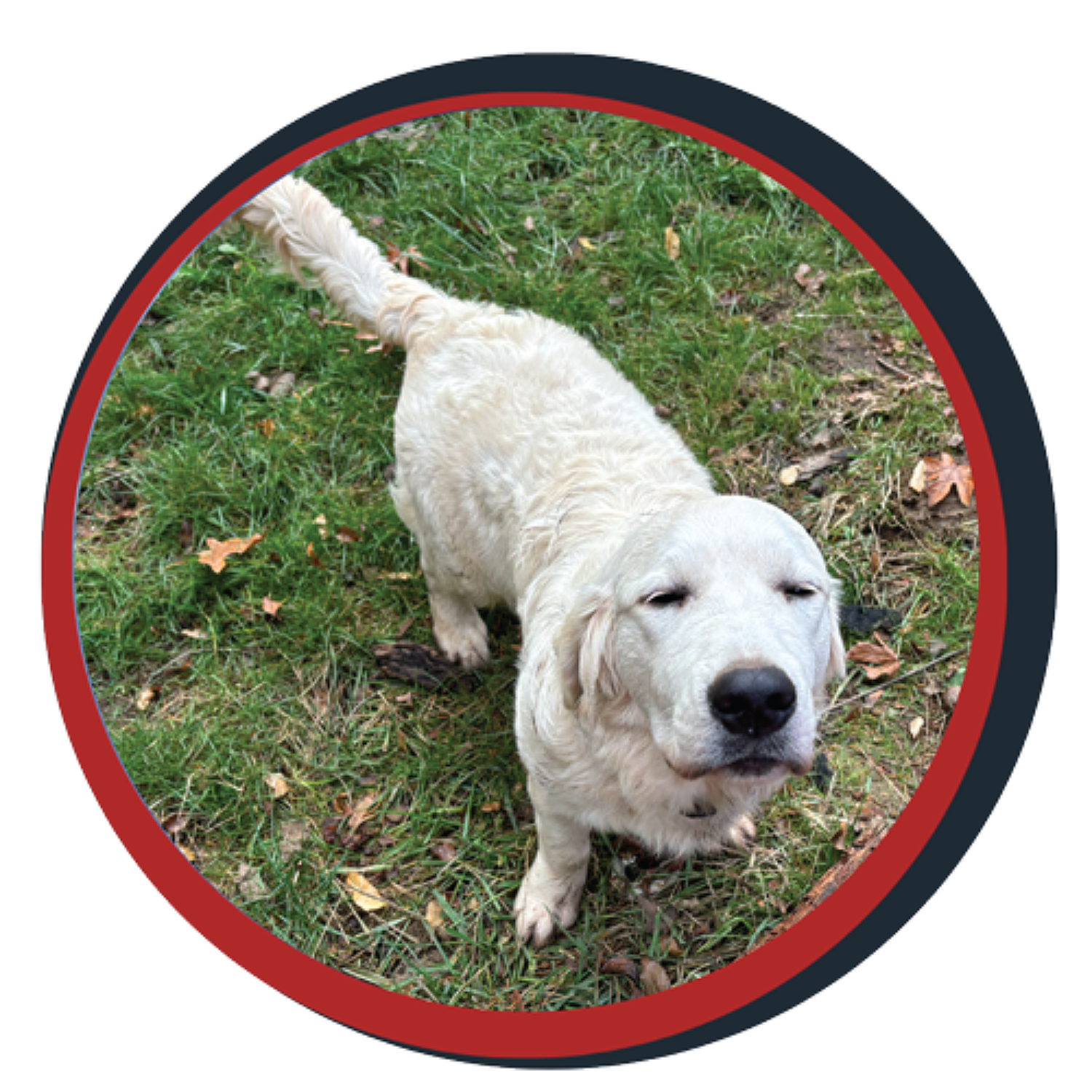 NWBB pledge a pup gallery graphics winston Nov 20 2024