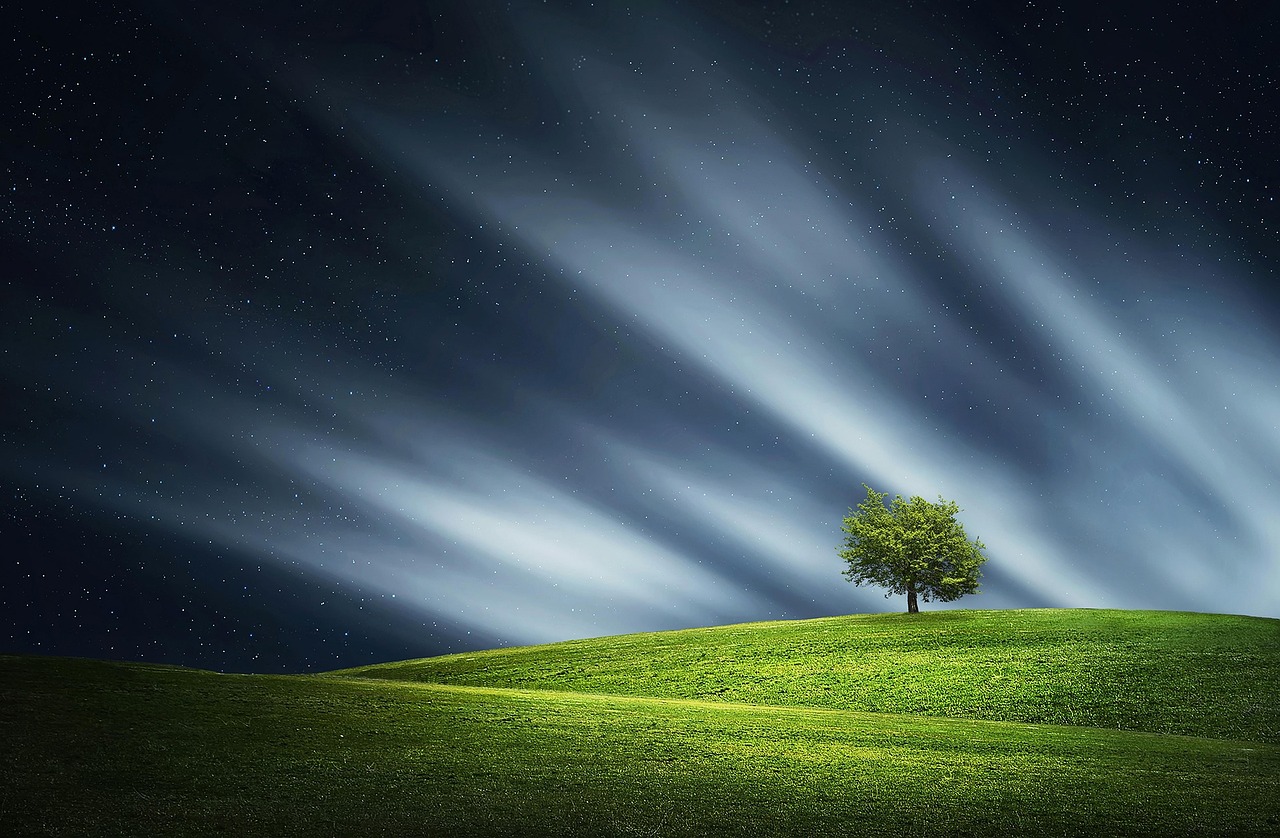 Single tree in a field