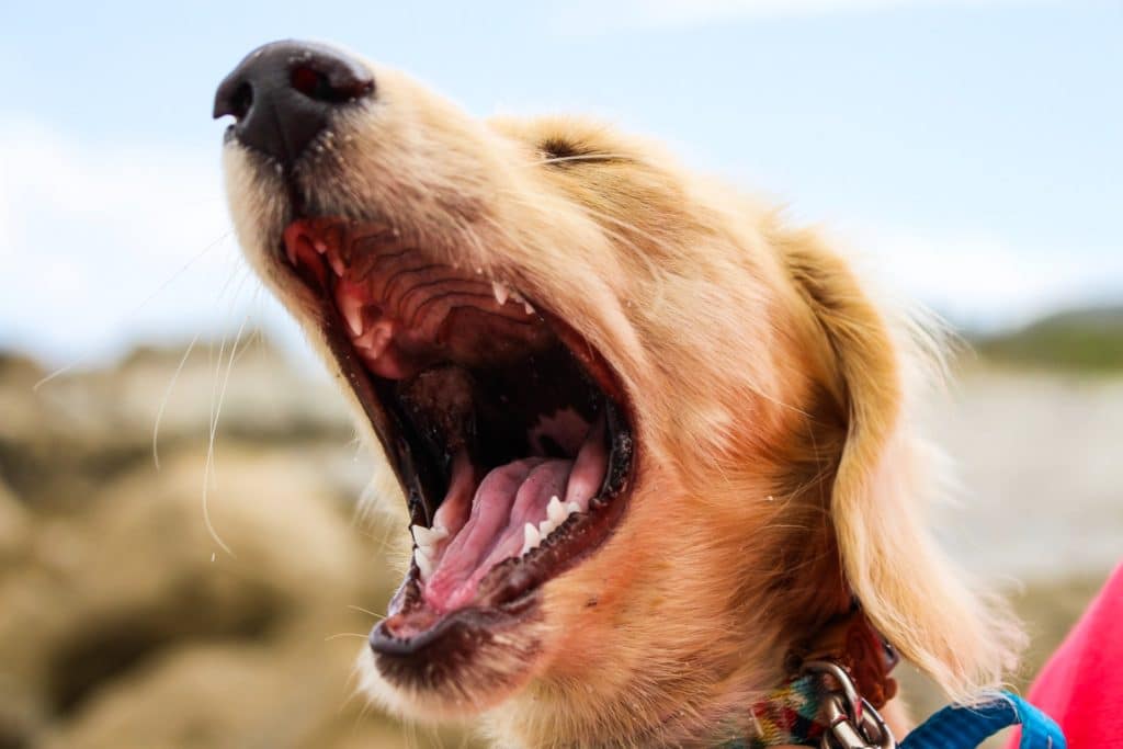inbound marketing screams
