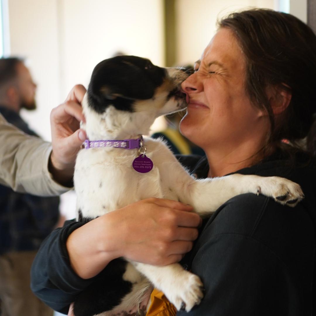 A woman smiles with her eyes shut as a small dog with a purple collar licks her face. She holds the dog in her arms, and a blurred person is visible in the background.