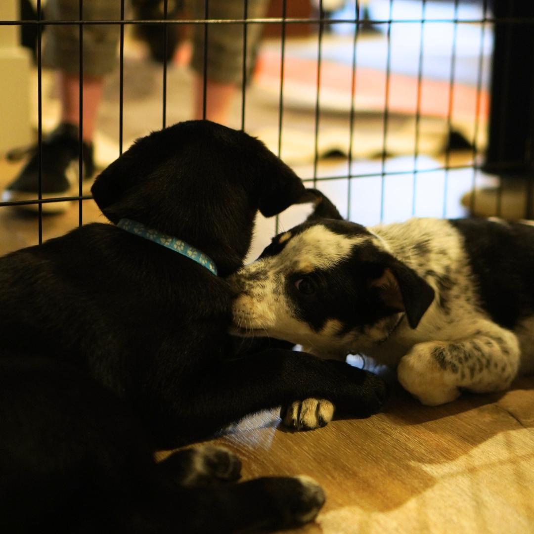 Two puppies are lying on a wooden floor inside a metal playpen. One black puppy with a blue collar faces away, while a white and black puppy nuzzles against it. Blurred legs are visible in the background.