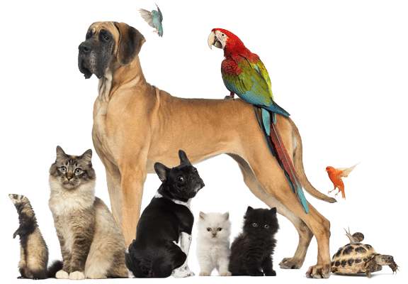 Pet Friendly Cleaning