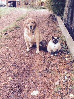 FullSizeRender Seattle House Cleaning Service