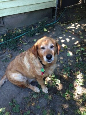 img_2906-resize Seattle Cleaning Service