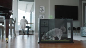 City Loo - Brand Launch