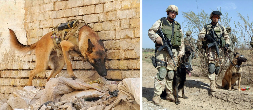 Memorial Day_Canine_Header US canine soldiers (German Shepherds) and their handlers in combat
