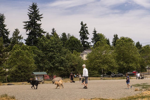 Various dogs and their owners play together on gravel area in Genesee Park in Seattle