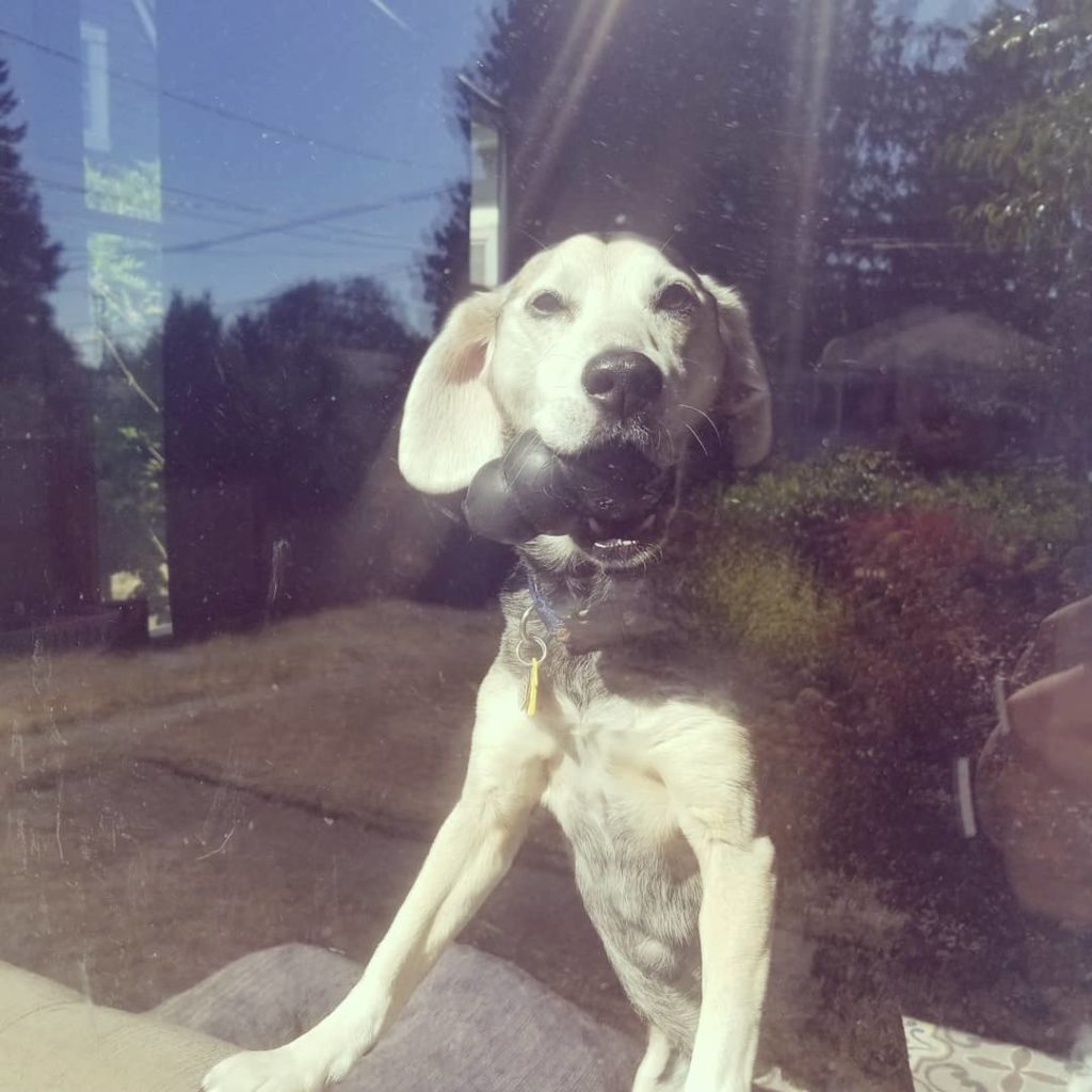 Pet Sitter_Dog in Window with Toy Senior beagle looks out window at pet sitter with Kong toy in mouth
