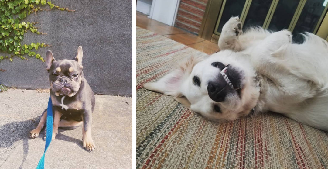 Seattle Dog Walking_Dog Playing Leashed French bulldog on a walk in Seattle, and a golden retriever playing