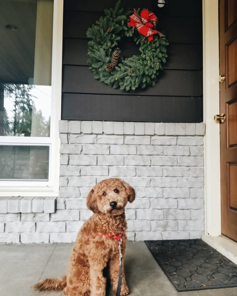 Labradoodle sits patiently in front of a holiday wreath before Christmas