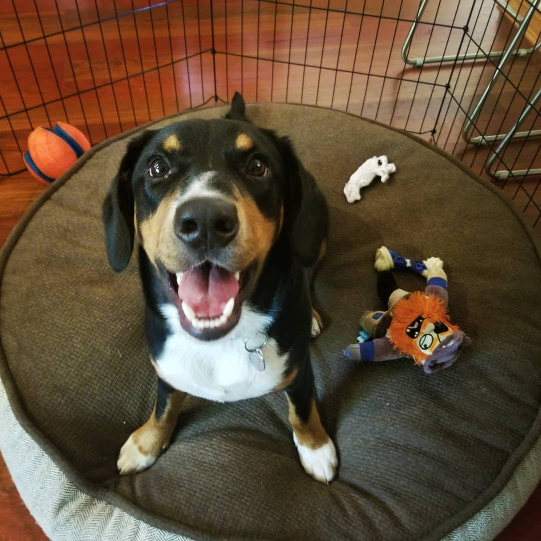 Beagle puppy looks up from bed in crate