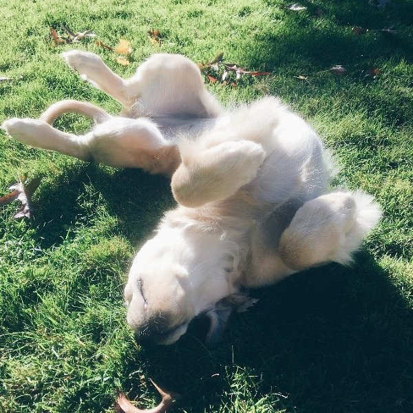 New puppy rolling around in grass