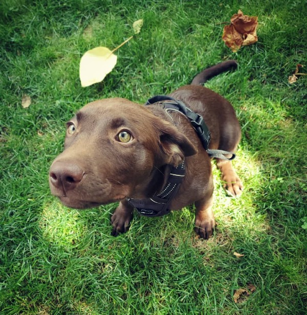 Chocolate lab puppy with harness on
