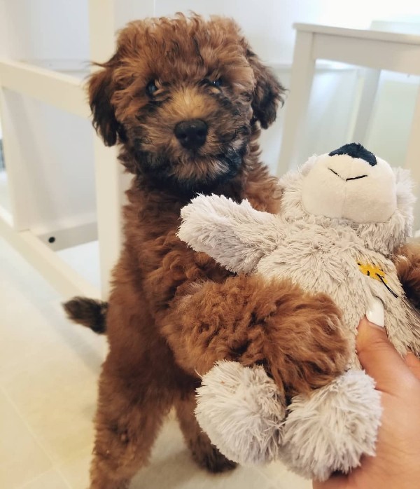 Woman hands poodle puppy a plush toy