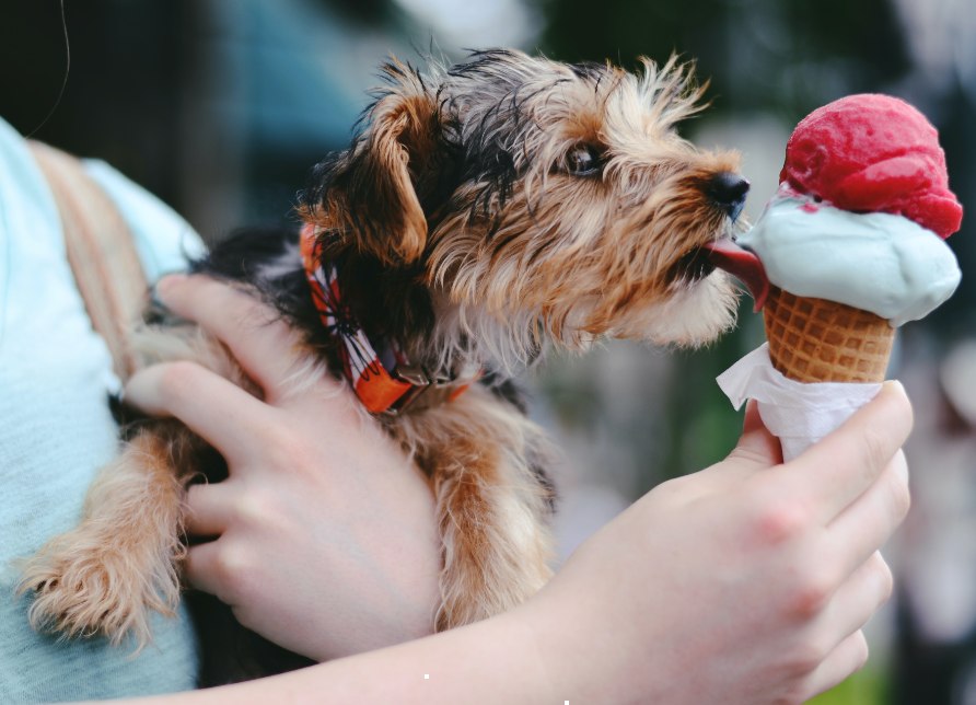 Frozen yogurt dog treat recipe Yorkshire terrier licking frozen yogurt dog treat in cone