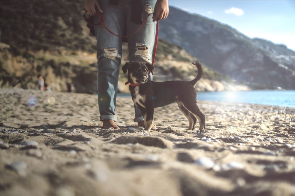 Puppy Campaign