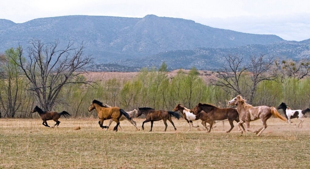 Manada de caballos corriendo con el desierto como telón de fondo