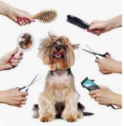 宠物运输服务图片 - 专业宠物运输