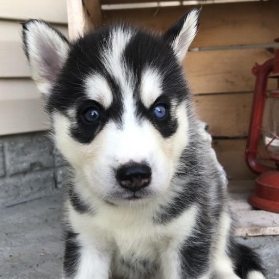 siberian husky puppies for sale | puppyspot