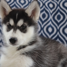 siberian husky puppies for