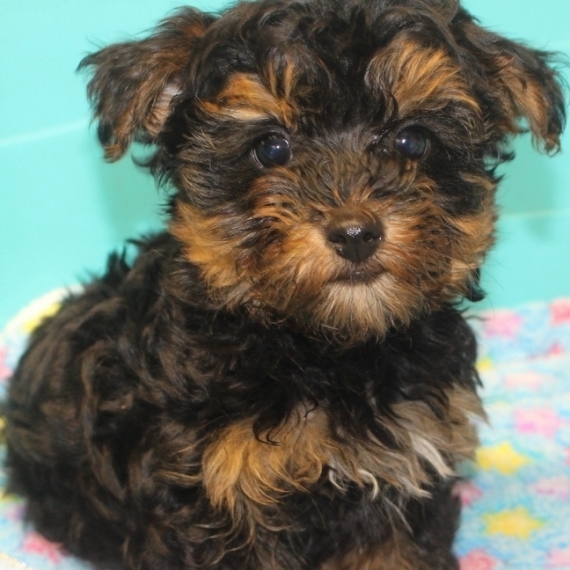 Yorkiepoo Puppies For Sale Puppyspot