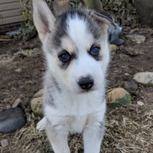 siberian husky puppies for
