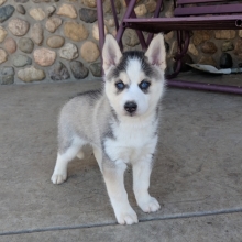 siberian husky puppies for