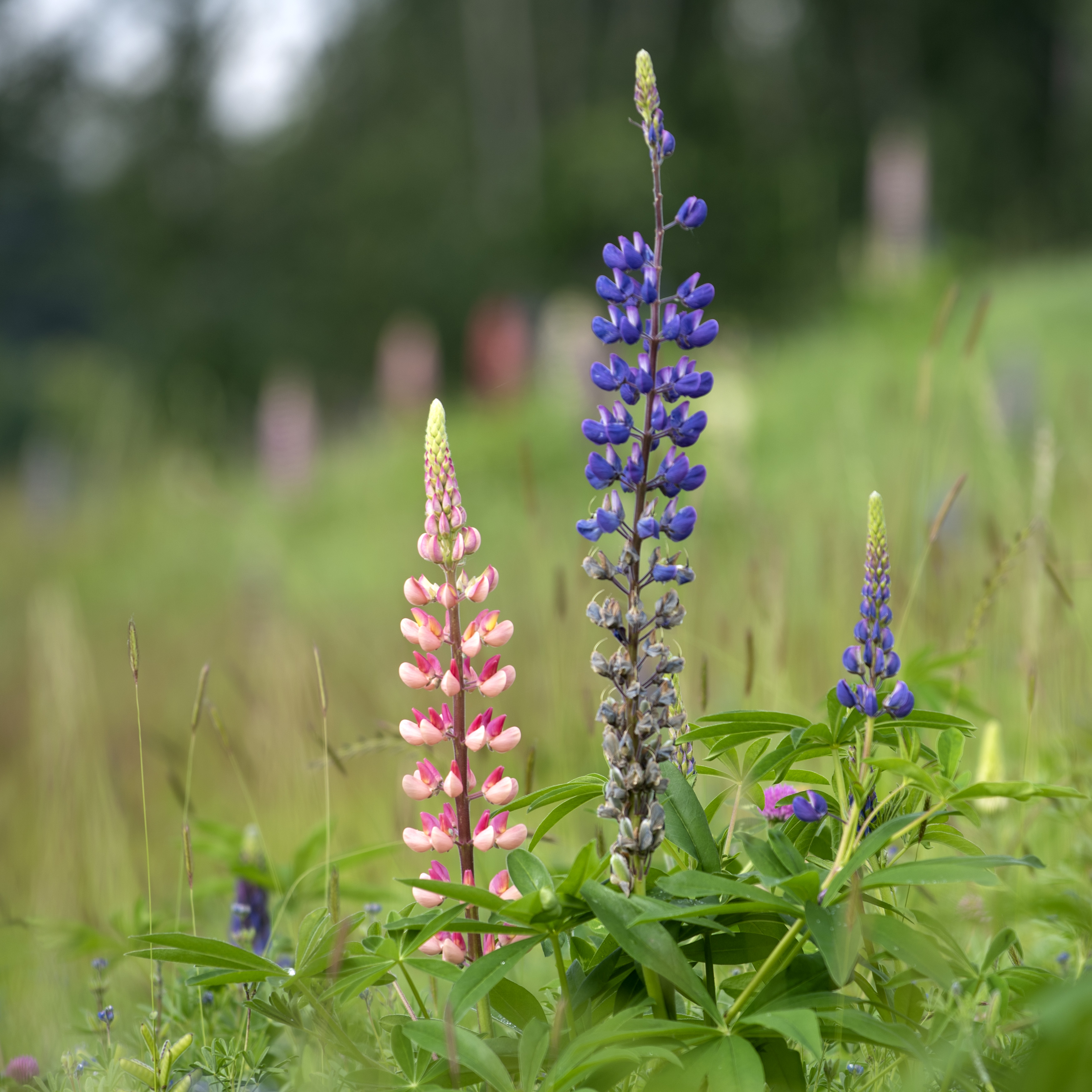 Spring Flowers