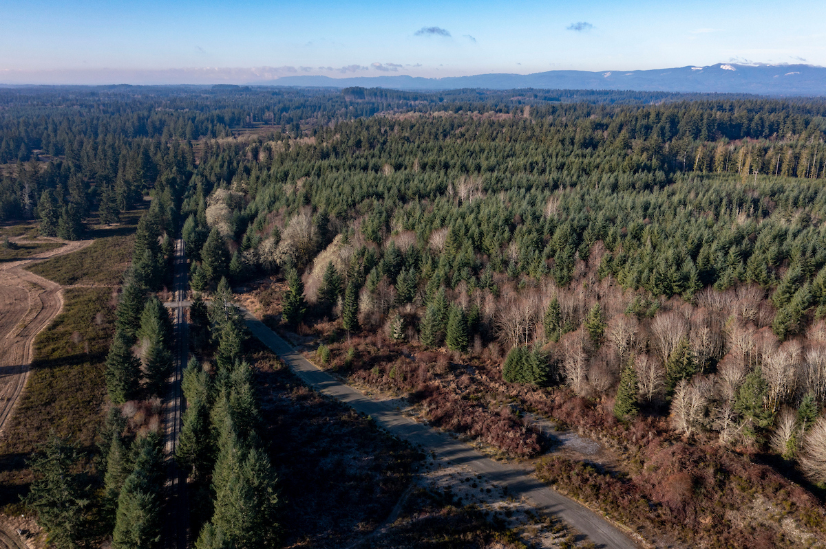 A road traveling through a forest of evergreen trees.