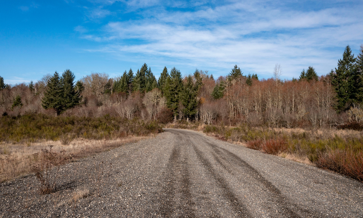 a shot of a gravel road leading to a group of evergreen trees