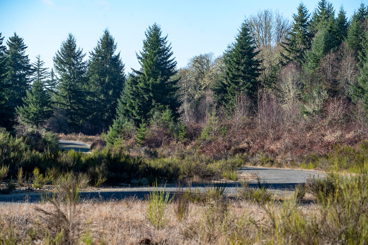 A winding road surrounded by trees and brush.