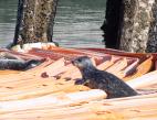 Three seals lie on orange floating booms