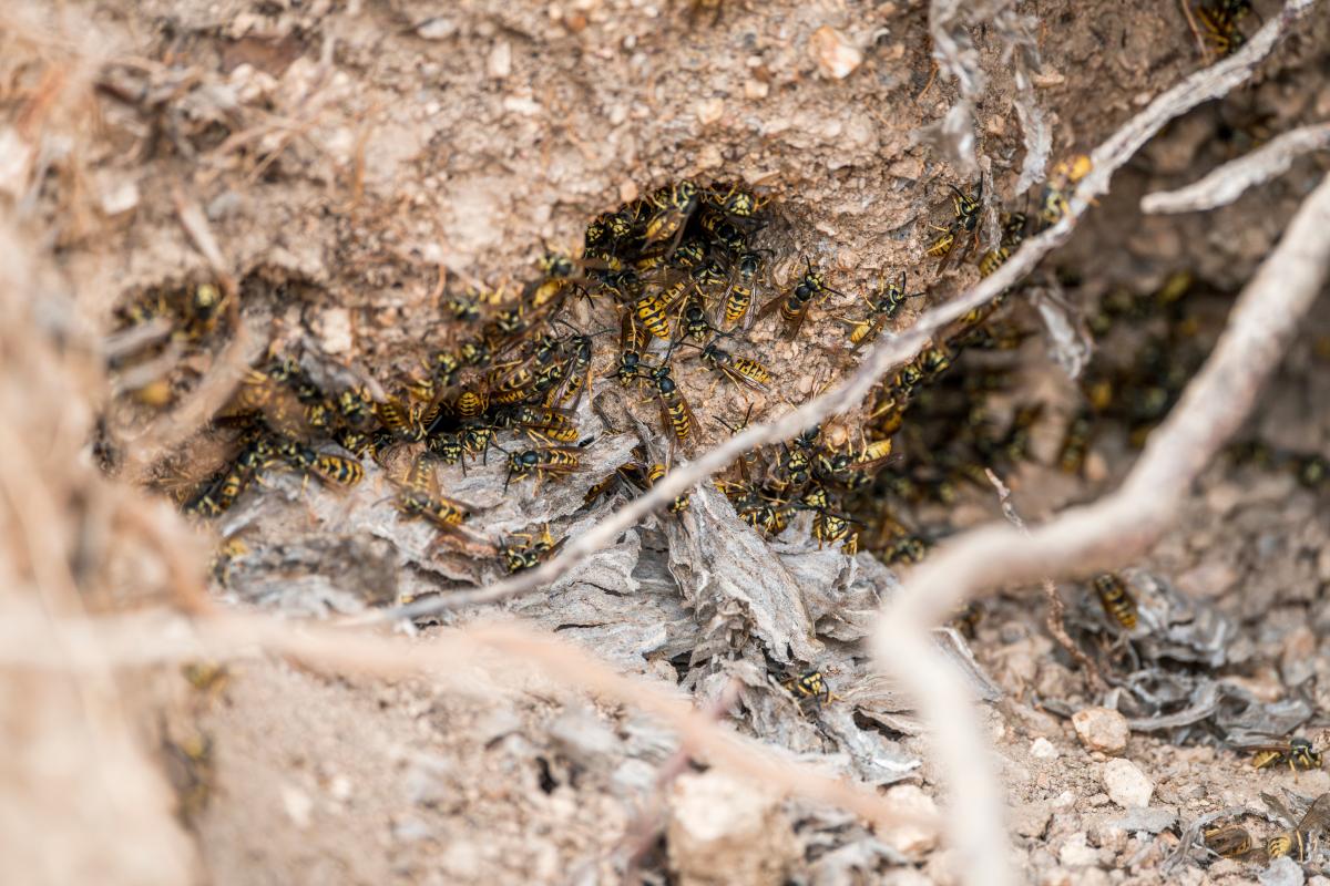 Dozens of wasps emerge from a ground nest.