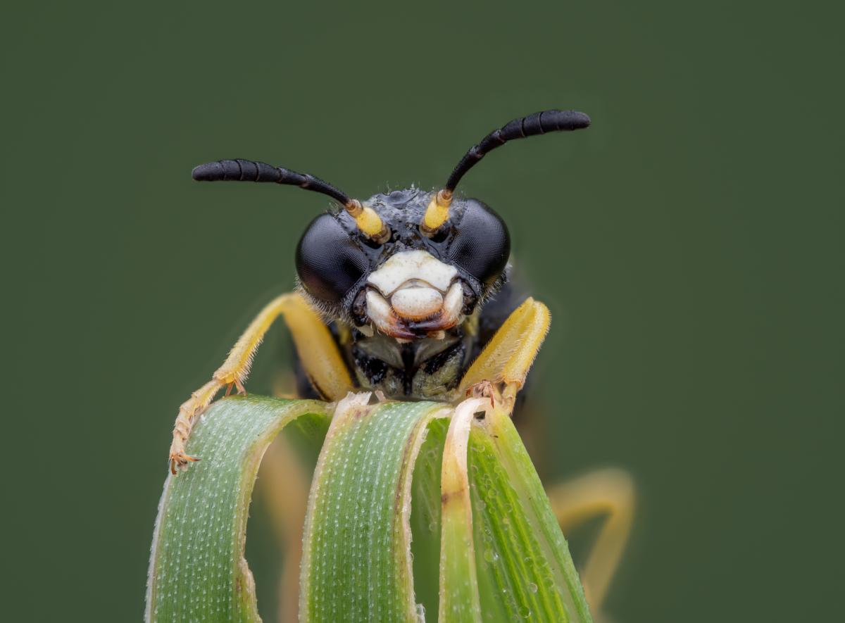 A single wasp perched on a leaf