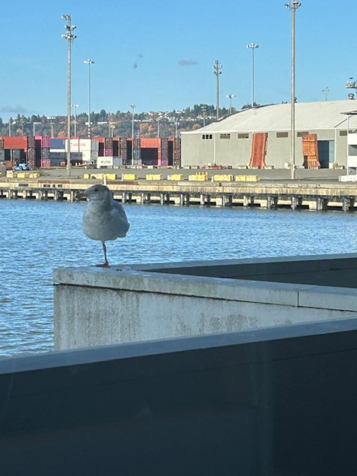 Tiny Tony, the scrappy seagull