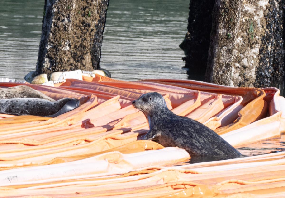 Three seals lie on orange floating booms